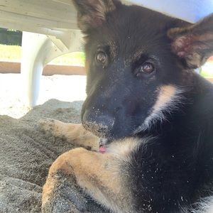 Meet your Posher, Natasha